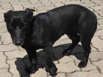Cachorro raça SRD-ViraLata idade 1 ano nome Cachorros