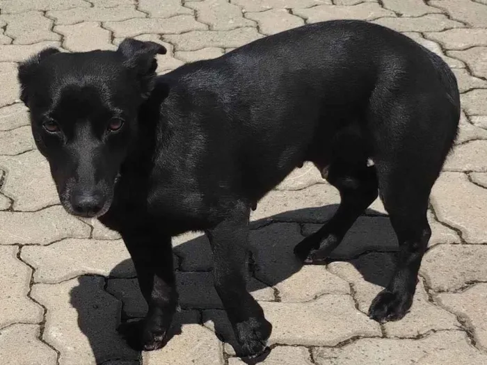 Cachorro ra a SRD-ViraLata idade 1 ano nome Cachorros