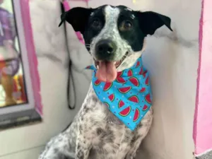 Cachorro raça SRD-ViraLata idade 1 ano nome Bellinha 