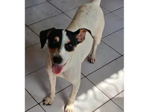 Cachorro raça SRD-ViraLata idade 2 a 6 meses nome Dudinha 