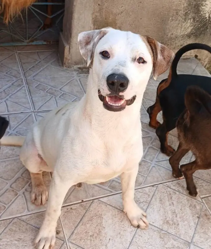 Cachorro ra a SRD-ViraLata idade 7 a 11 meses nome Branco