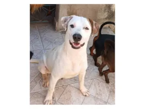 Cachorro raça SRD-ViraLata idade 7 a 11 meses nome Branco
