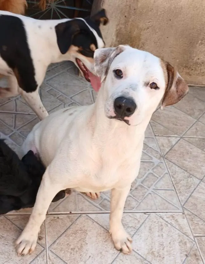 Cachorro ra a SRD-ViraLata idade 7 a 11 meses nome Branco