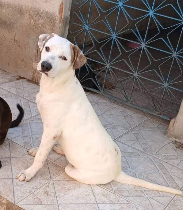 Cachorro ra a SRD-ViraLata idade 7 a 11 meses nome Branco