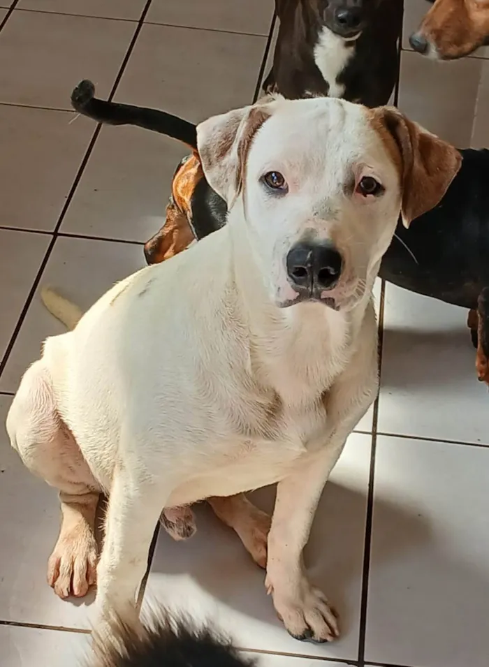 Cachorro ra a SRD-ViraLata idade 7 a 11 meses nome Branco