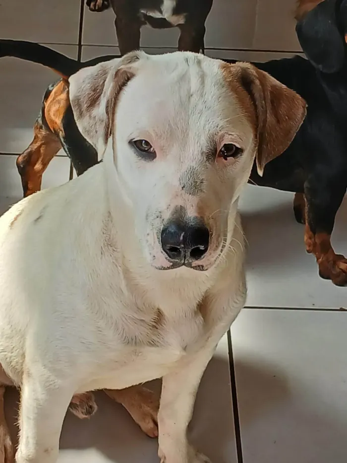 Cachorro ra a SRD-ViraLata idade 7 a 11 meses nome Branco