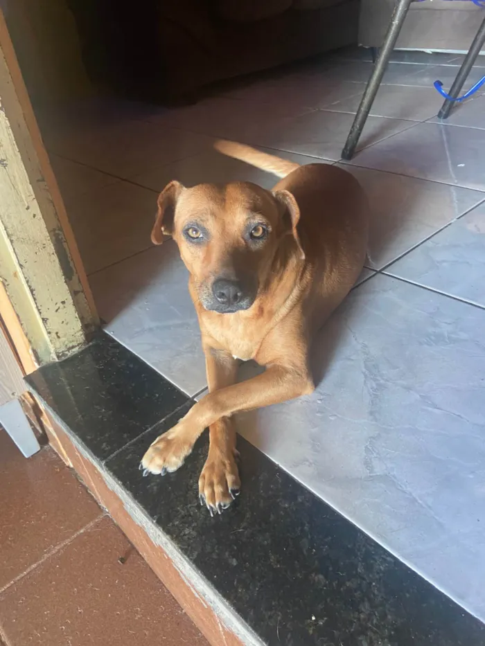 Cachorro ra a SRD-ViraLata idade 3 anos nome Zoe