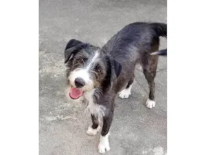 Cachorro raça SRD-ViraLata idade 7 a 11 meses nome Zeca