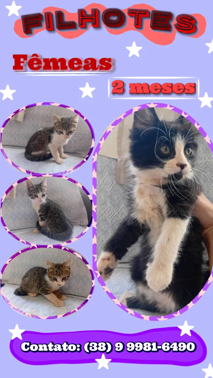Gato ra a SRD-ViraLata idade 2 a 6 meses nome Doação 4 filhotes FÊMEAS