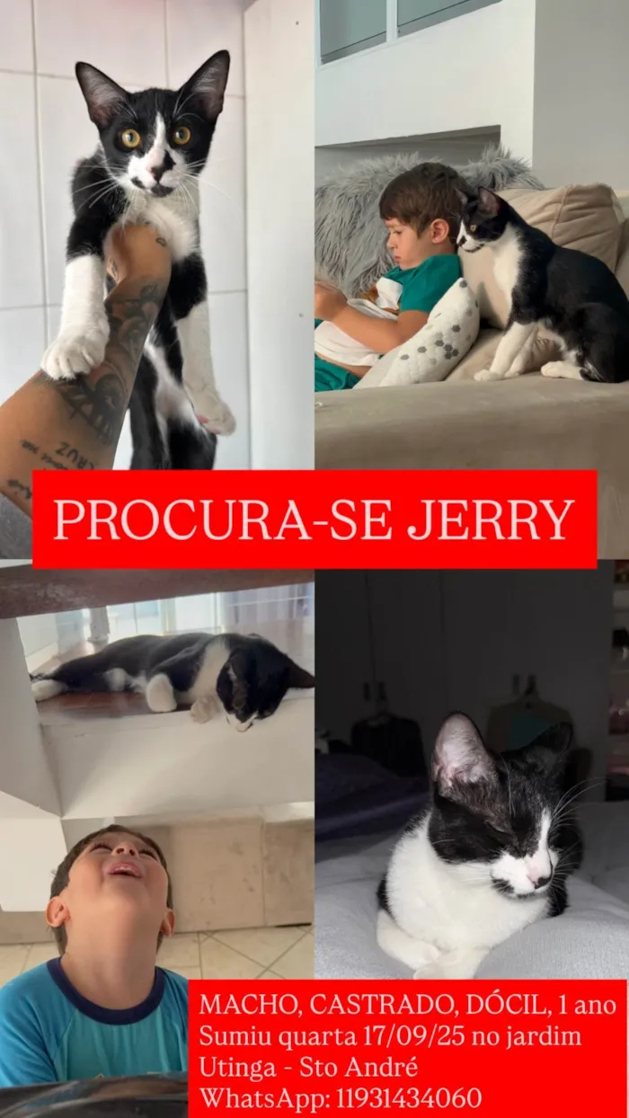 Gato ra a SRD-ViraLata idade 1 ano nome Jerry 