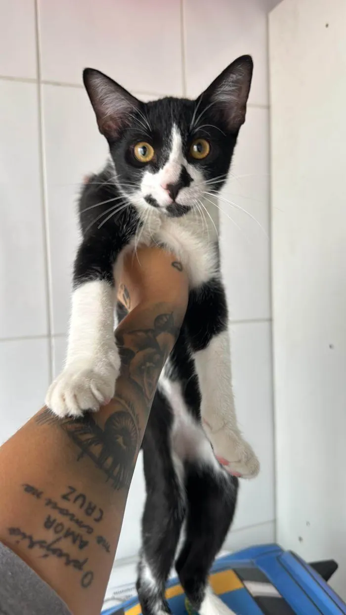 Gato ra a SRD-ViraLata idade 1 ano nome Jerry 