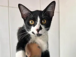 Gato raça SRD-ViraLata idade 1 ano nome Jerry 