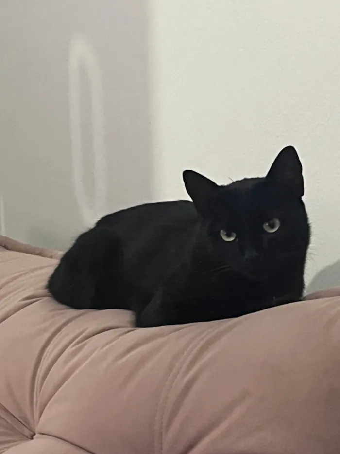 Gato ra a American Shorthair idade 1 ano nome Diogo