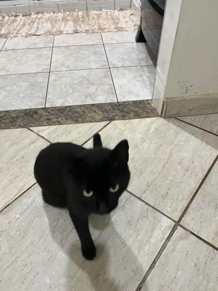 Gato ra a American Shorthair idade 1 ano nome Diogo