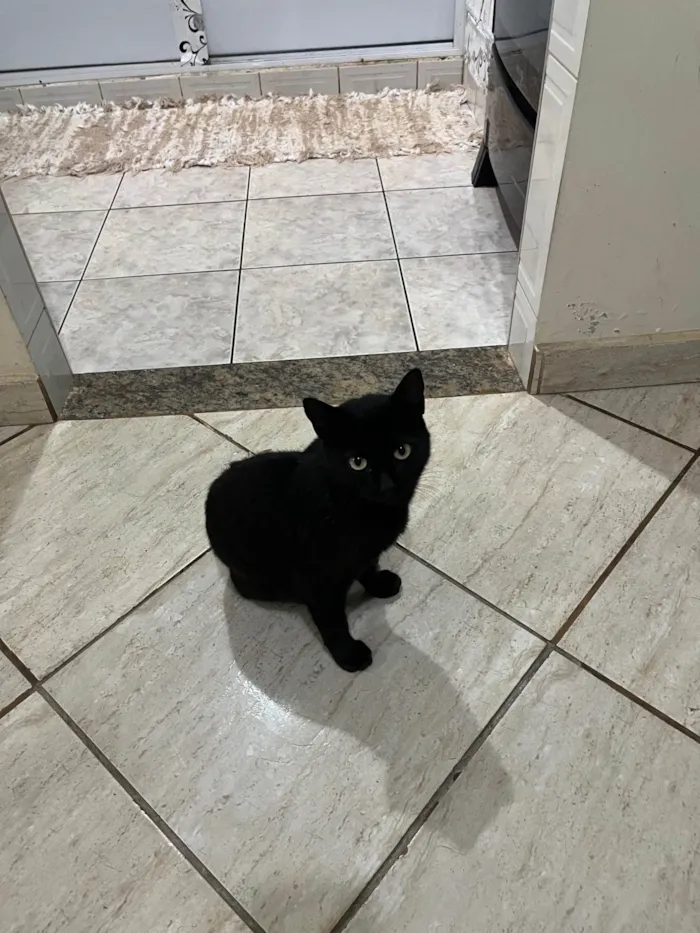 Gato ra a American Shorthair idade 1 ano nome Diogo