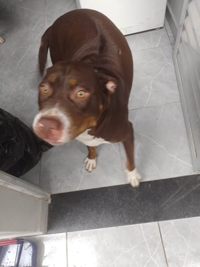 Cachorro ra a Pit-Bull idade 2 anos nome Pandora 