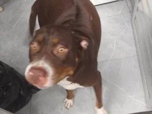 Cachorro raça Pit-Bull idade 2 anos nome Pandora 