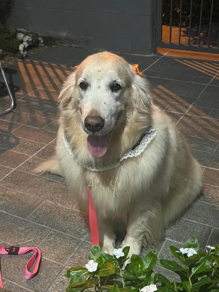 Cachorro ra a São Bernardo idade 6 ou mais anos nome Ursa