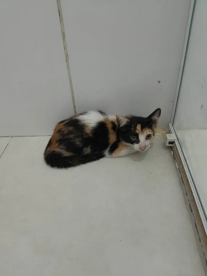 Gato raça SRD-ViraLata idade 2 a 6 meses nome Amora