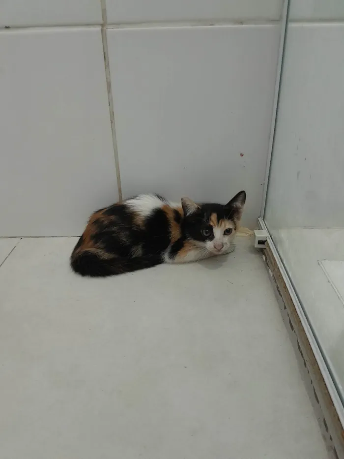 Gato raça SRD-ViraLata idade 2 a 6 meses nome Amora