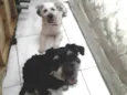 Luna e Bingo