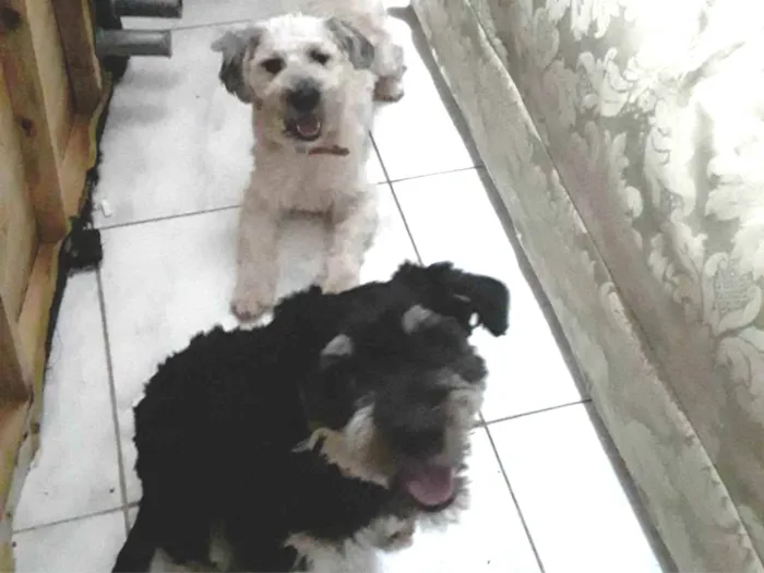 Cachorro ra a raça pudo idade 4 anos nome Luna e Bingo