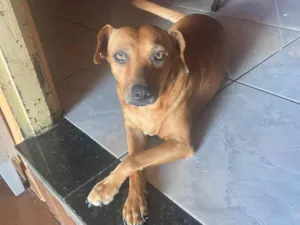 Cachorro raça SRD-ViraLata idade 3 anos nome Zoe