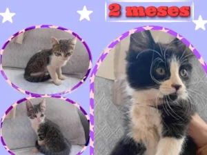 Gato raça SRD-ViraLata idade 2 a 6 meses nome Doação 4 filhotes FÊMEAS