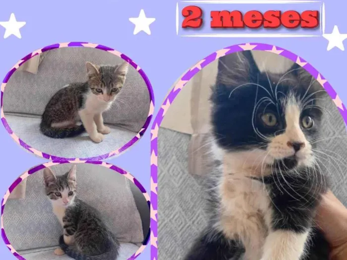 Gato ra a SRD-ViraLata idade 2 a 6 meses nome Doação 4 filhotes FÊMEAS
