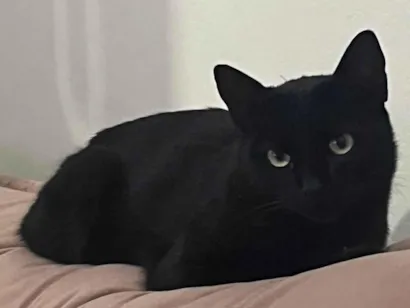 Gato raça American Shorthair idade 1 ano nome Diogo