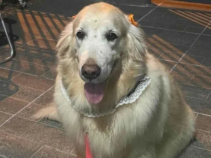 Cachorro ra a São Bernardo idade 6 ou mais anos nome Ursa