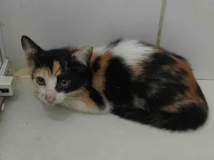 Gato raça SRD-ViraLata idade 2 a 6 meses nome Amora