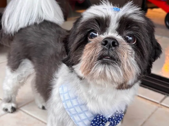 Cachorro raça Shitzu idade 6 ou mais anos nome Billy