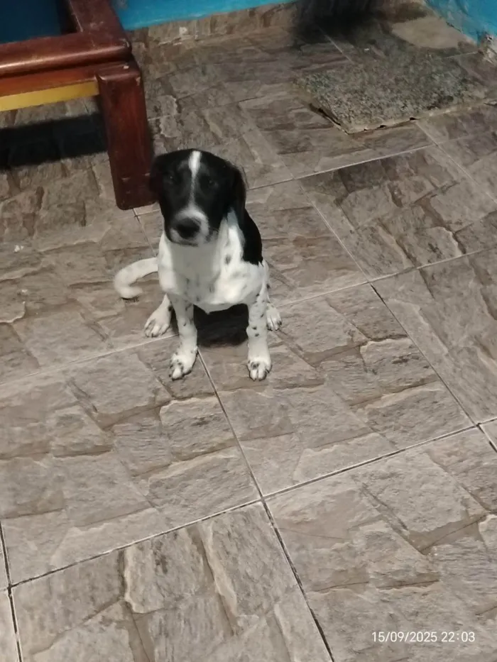 Cachorro ra a SRD-ViraLata idade 2 a 6 meses nome Alex 