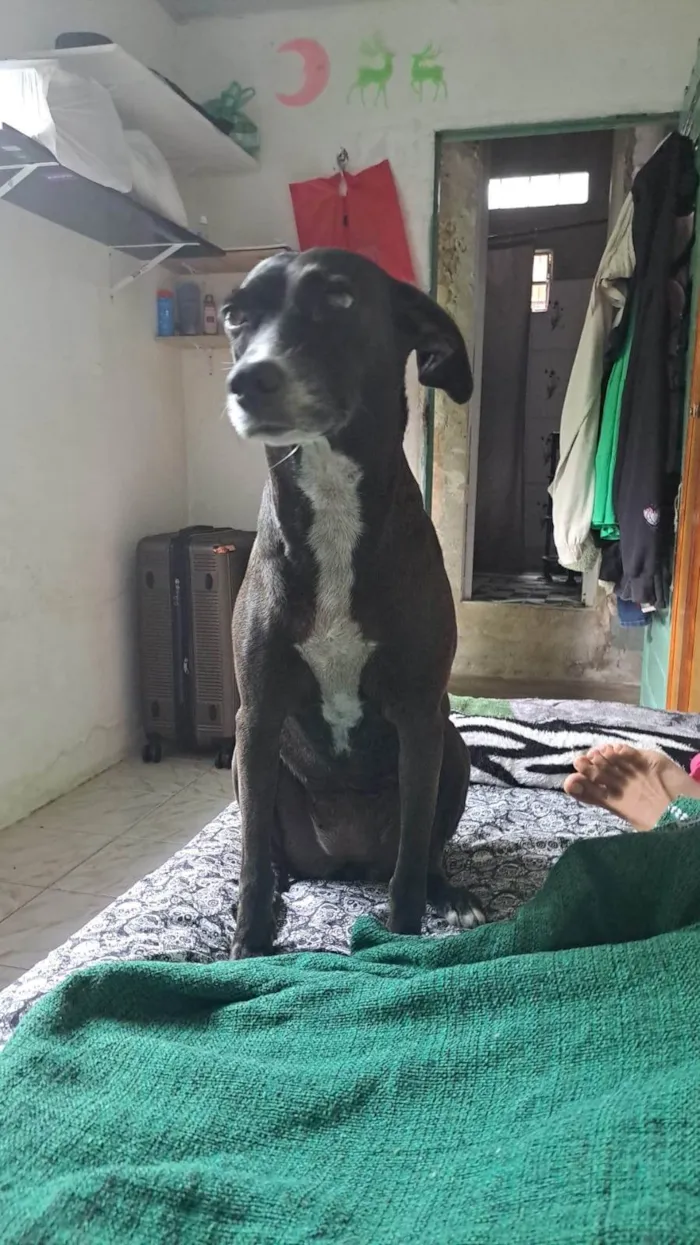 Cachorro ra a SRD-ViraLata idade 5 anos nome Diana.