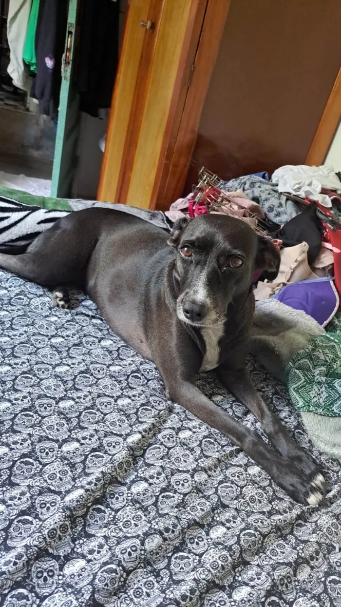 Cachorro ra a SRD-ViraLata idade 5 anos nome Diana.