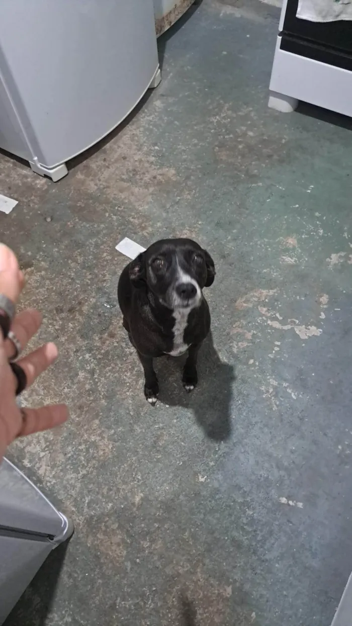 Cachorro ra a SRD-ViraLata idade 5 anos nome Diana.