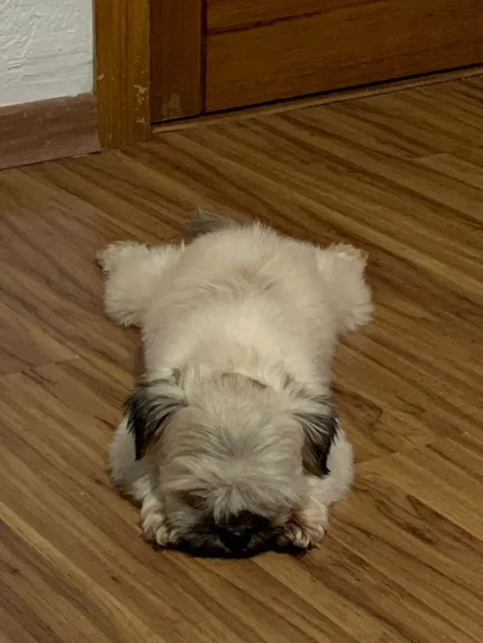 Cachorro ra a Shitzu idade 2 anos nome Bilingo
