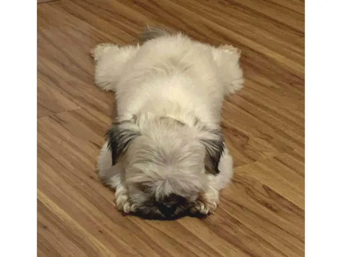 Cachorro ra a Shitzu idade 2 anos nome Bilingo