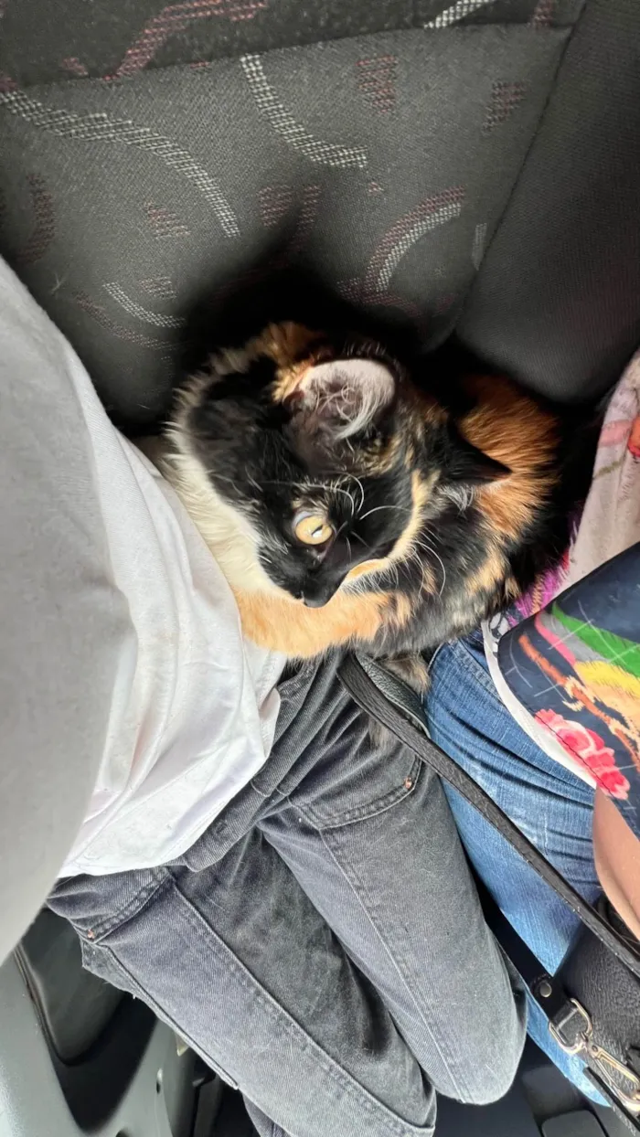 Gato ra a SRD-ViraLata idade 2 a 6 meses nome Lily