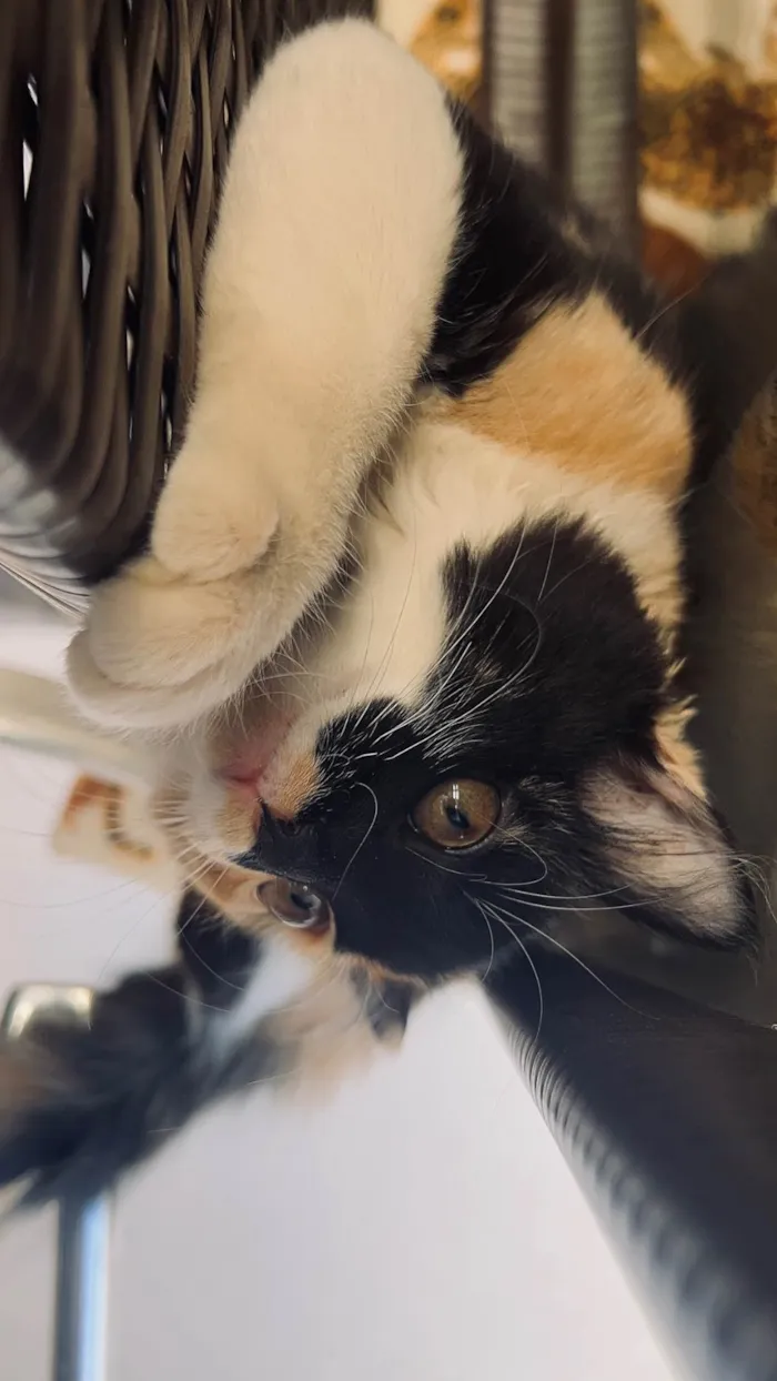 Gato ra a SRD-ViraLata idade 2 a 6 meses nome Lily