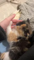 Lily