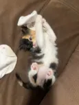 Lily