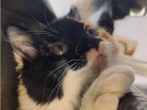 Gato raça SRD-ViraLata idade 2 a 6 meses nome Lily