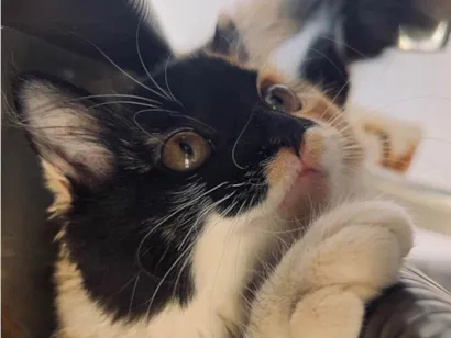 Gato raça SRD-ViraLata idade 2 a 6 meses nome Lily