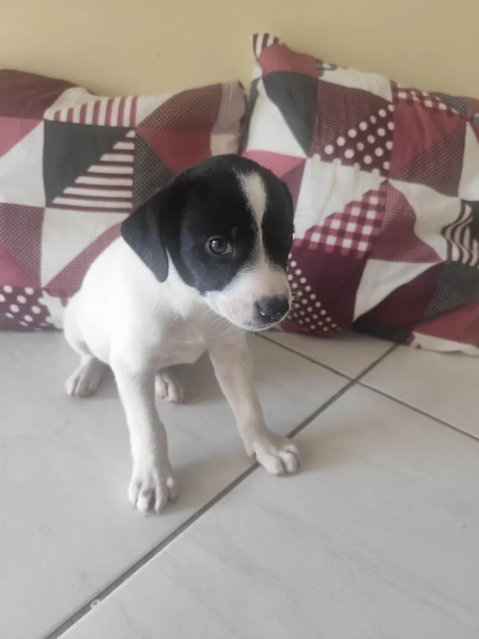 Cachorro ra a SRD-ViraLata idade Abaixo de 2 meses nome Vaquinha 