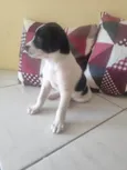 Vaquinha 