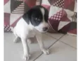 Vaquinha 