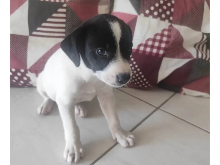 Cachorro ra a SRD-ViraLata idade Abaixo de 2 meses nome Vaquinha 