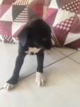 Pretinha